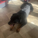 Rottweiler needs loving home-0