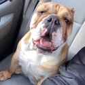 She’s a female British bulldog she’s 10 months old very placid and playful loves kids-0