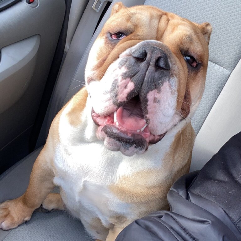 She’s a female British bulldog she’s 10 months old very placid and playful loves kids