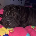 Shar Pei -1