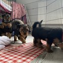 Yorkshire terrier puppies-5