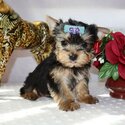 Purebred Tiny Yorkie Puppies-2