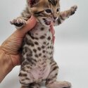 Cute Bengal kittens Available-0