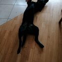 Black lab for sale Rocky -3