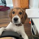 Beagle - 1 year old Male for sale/adoption-1