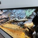 Custom Tank for reptiles like a Gecko Bearded Dragon snake-1