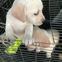 6 Stunning Labrador/ Golden Retriever Pups-0