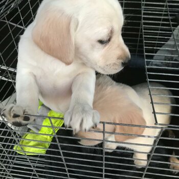 6 Stunning Labrador/ Golden Retriever Pups