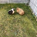 Guinea Pigs for adoption-1