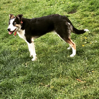 Border collie 