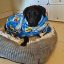 Male black lab looking for a forever home-0