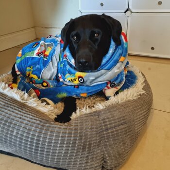 Male black lab looking for a forever home