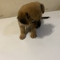 cute pomeranian &amp; yorker cross breed-5