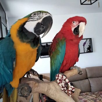 Blue/Gold Macaw (male/female)