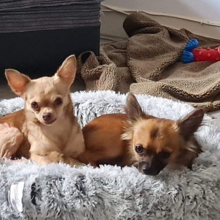 Two beautiful chihuahua 