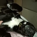 Black cocker spaniel x labrador for rehoming-1