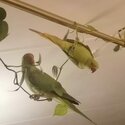 Two African Parrots for sale-1