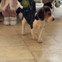 Beagle pup for sale to good home -3