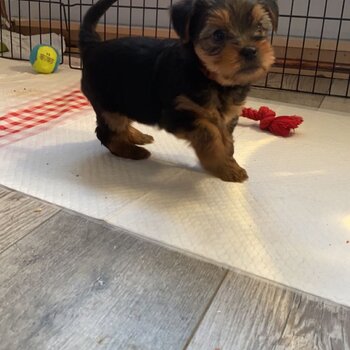 Yorkshire terrier puppies