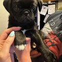 Boy pug -1