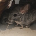 Chinchillas for sale -1