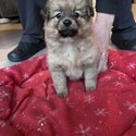 Pomeranian Puppies for Sale-1