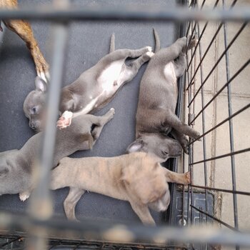 Puppies for sale