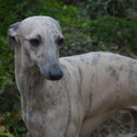 Stunning Whippet Bitch for sale - KC registered-2