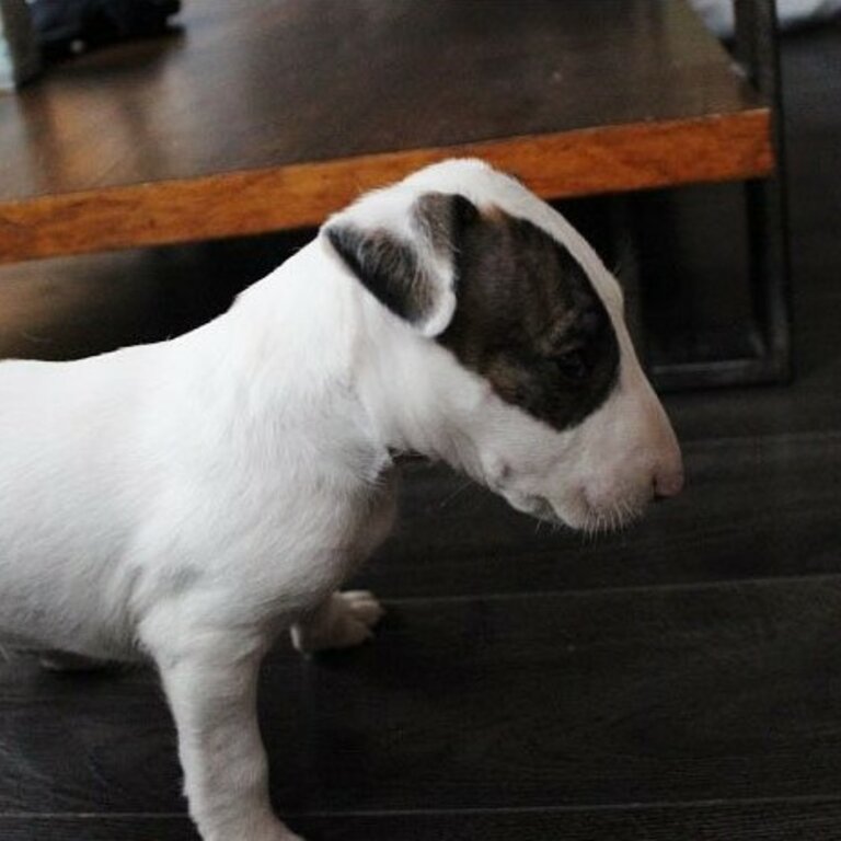 Amazing Bull-terrier puppies.