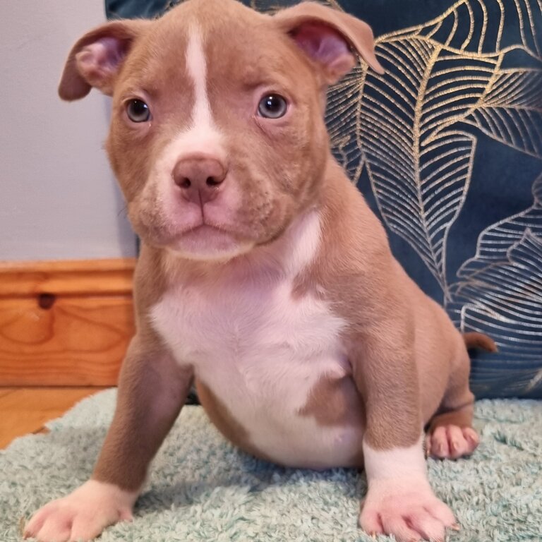 American pocket bullys puppys