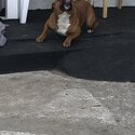 Staffy for sale full breed -4