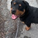 Rottweiler for sale-1