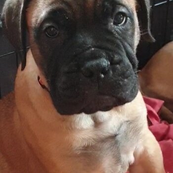 Stunning Bullmastiff pups