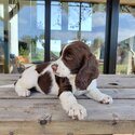 Sprocker spaniel puppies -5