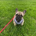 Fergus The French Bulldog-1