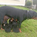 Rottweiler pups-2