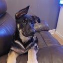 4mth female german shepard-1