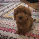 Cavapoo for sale -0