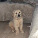 Beautiful IKC (pending) Golden retriever puppies