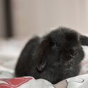 Mini lop-0