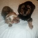 Alfie &amp; Teddy are 2 very loving house pets who are fully vaxed and house trained-1