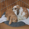 Purebred mini lops-5