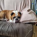 British Bulldog in need of 5 star home -5