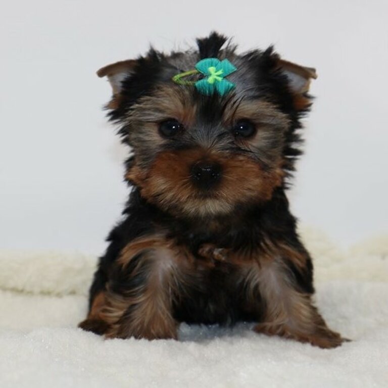 Registered Yorkie Puppies for Adoption