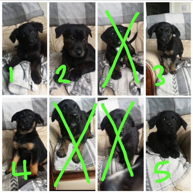 5 female puppies for sale, Sean 0852646581