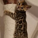 Bengal Kittens Available-0