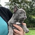 French bulldog puppy-1