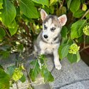 POMSKY BLUE EYES-5