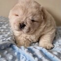 Beautiful Chow Chow puppy -0