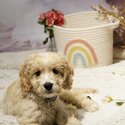 Golden female Cockapoo-0